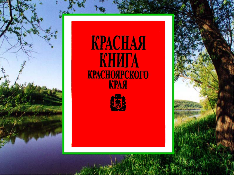 Животные красной книги красноярского края презентация